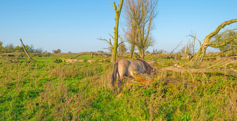Herd of horses in a field in sunlight at fall © Naj