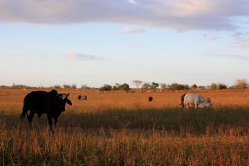 Cows in field, Venezuela