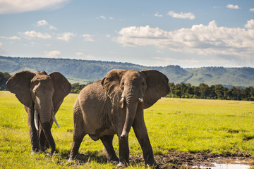 Obraz premium Family of elephants in Kenya Africa Serengeti Nature Park