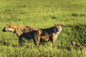 Spotted hyena, (Crocuta crocuta), standing in green grass looking back at camera, Masai Mara, Kenya, Africa