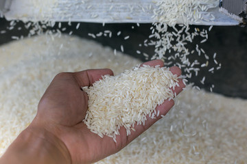 Close up of milled rice during rice mill machine working.