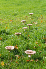 edible mushrooms in fall