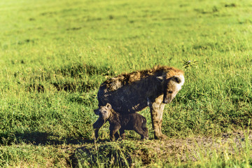Spotted hyena, (Crocuta crocuta), standing in green grass looking back at camera, Masai Mara, Kenya, Africa