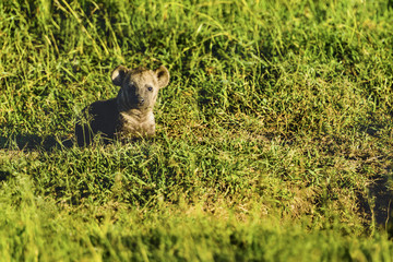 Spotted hyena, (Crocuta crocuta), standing in green grass looking back at camera, Masai Mara, Kenya, Africa