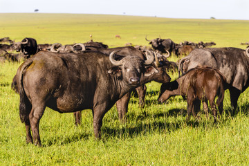 Early morning light on a herd of buffalo