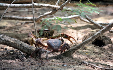 Fight of ghost crabs, Seychelles
