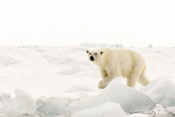 Fototapeta na wymiar Female polar bear on the ice at Svalbard