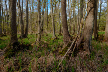 Urwald auf dem Darß