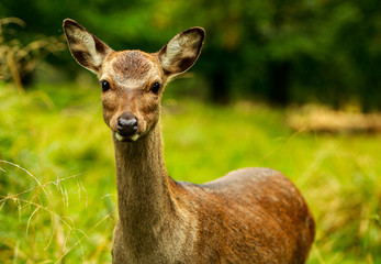 Autumn Deer