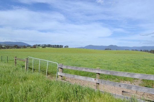 The group of cows in a farm in Tarrawara, Australia