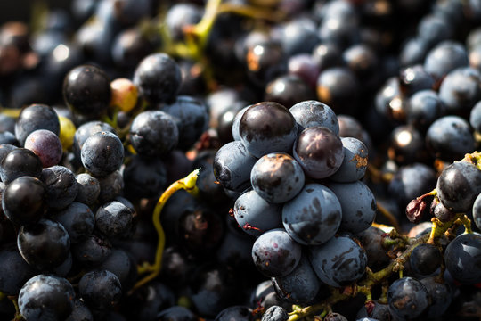 Grappes de raisin