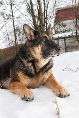 The old mongrel dog lying in the snow