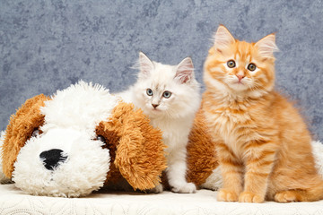 Siberian kitten