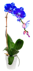 orchidée bleue, fond blanc 