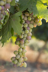 Fototapeta premium Large bunches of black grapes ripen against a background of greenery