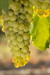 Large bunches of black grapes ripen against a background of greenery