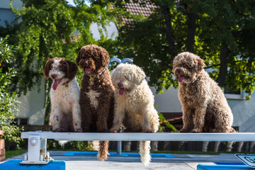 Spanische Wasserhunde sitzen nebeneinander