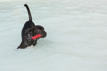 Labrador spiel im Wasser