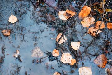 fallen leaves on the ground in the Park