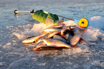 Winter fishing with ice fishing for roach