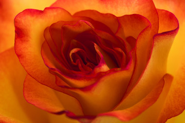 Orange and yellow rose bud in macro. Textured background for floral designers.