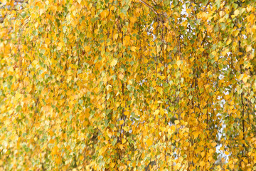 Yellow tree leaves in small countryside forest