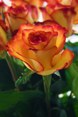 Bouquet of orange and red rose. Blurry background. Vertical.