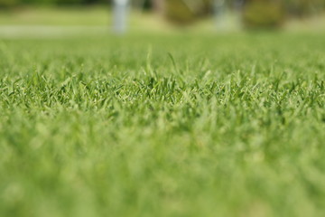 Resort grass