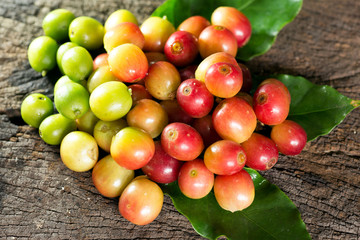 Coffee beans on a branch of tree