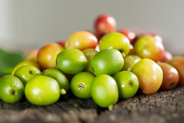 Coffee beans on a branch of tree