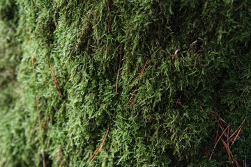 View of moss on a old tree in forest.