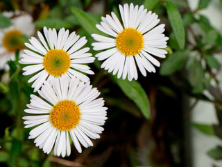 Obraz premium Daisies