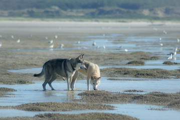 Fototapeta na wymiar Wolfdog à la plage