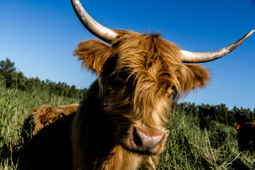 Vache Highland