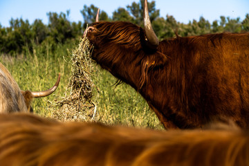 Vache Highland