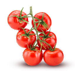 Big branch of fresh red tomato with green leaves with water drops