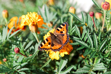The butterfly sits on the marigolds flowers.