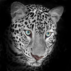 Jaguar tiger
