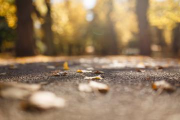 Parkweg im Herbst bei Gegenlicht