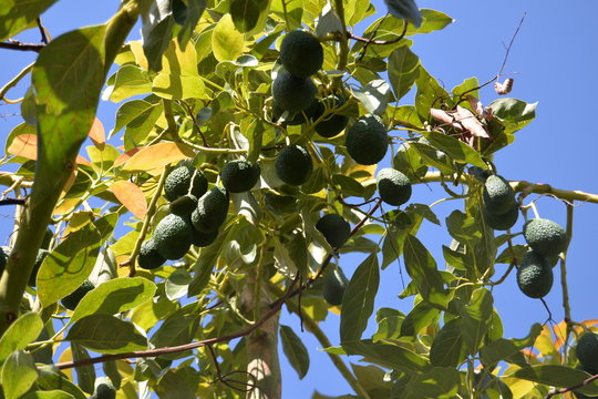 Avocado am Baum