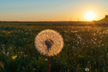 Obraz na płótnie Canvas Beautiful dandelion in a field on a sunset