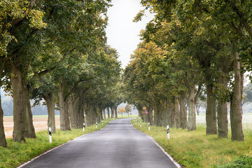 Linden Allee im Herbst, Straße