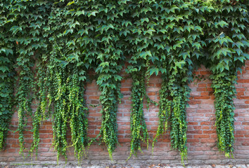 green climbing plants on a brick wall.