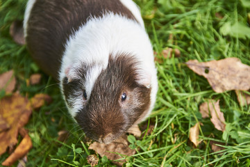 Guinea pigs in the grass eating. Domestic animal in the outdoor in the green grass lawn