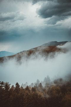 Evergreen trees on mountain slope in fog