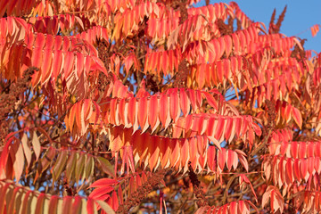 Naklejka premium Essigbaum, Hirschkolbensumach, Herbstfärbung