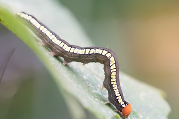 Closeup of a vibrant colored caterpillar on leaves