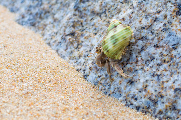 Hermit Crab on a beach