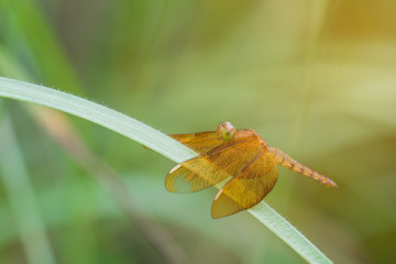 red dragonfly