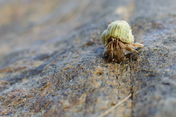 Hermit Crab on a beach